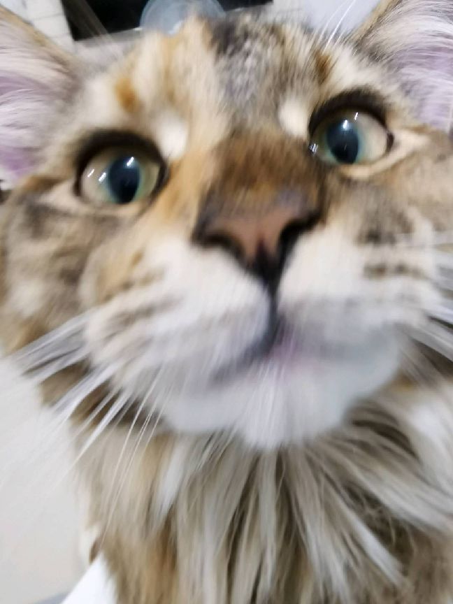 猫图片|宠物猫|猫咪|