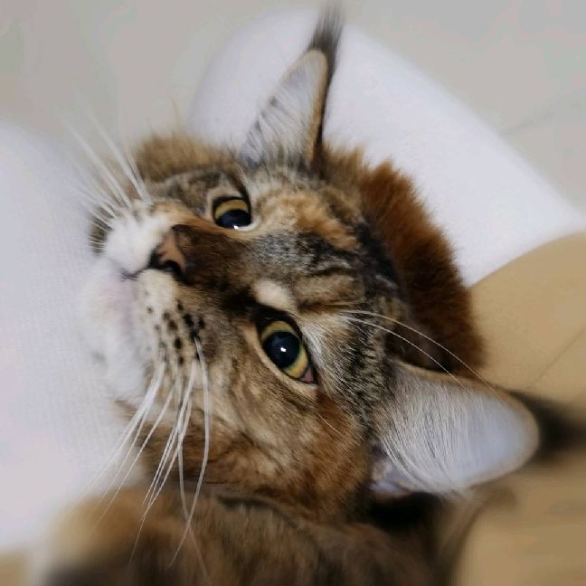 猫图片|宠物猫|猫咪|