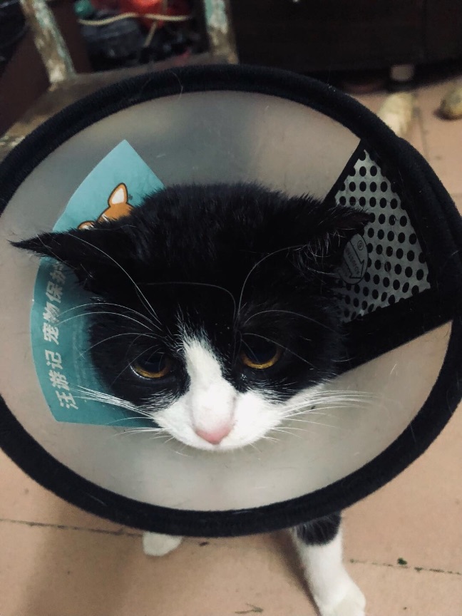 猫图片|宠物猫|猫咪|