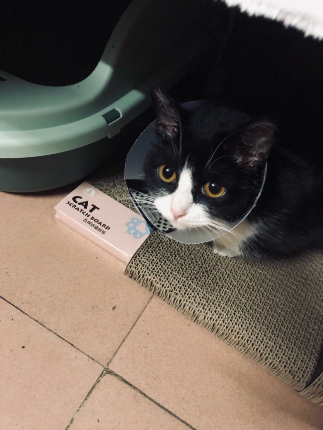 猫图片|宠物猫|猫咪|