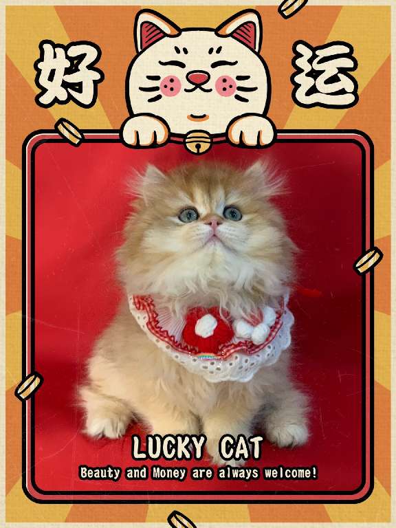 猫图片|宠物猫|猫咪|