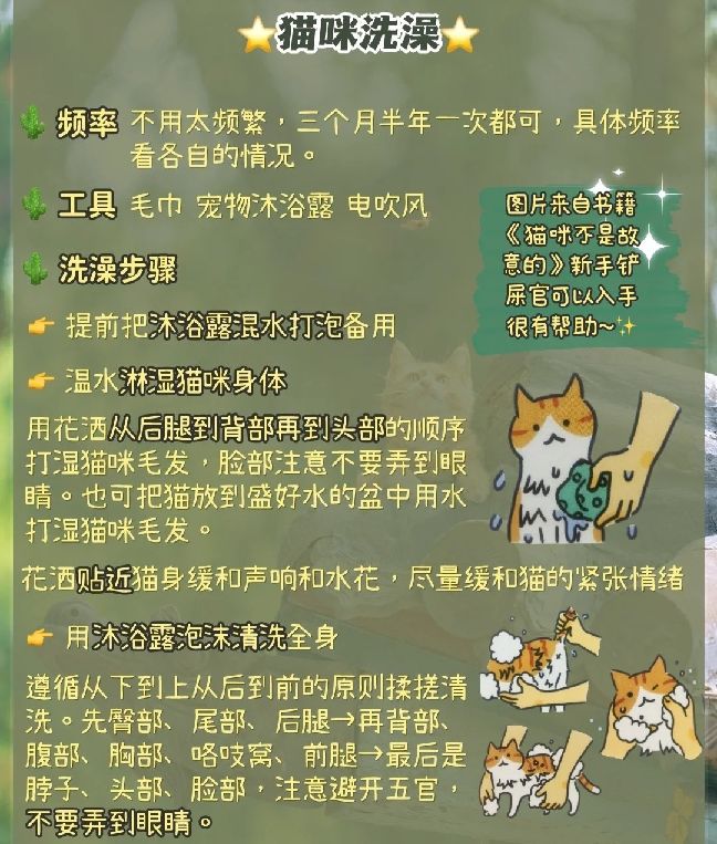 猫图片|宠物猫|猫咪|