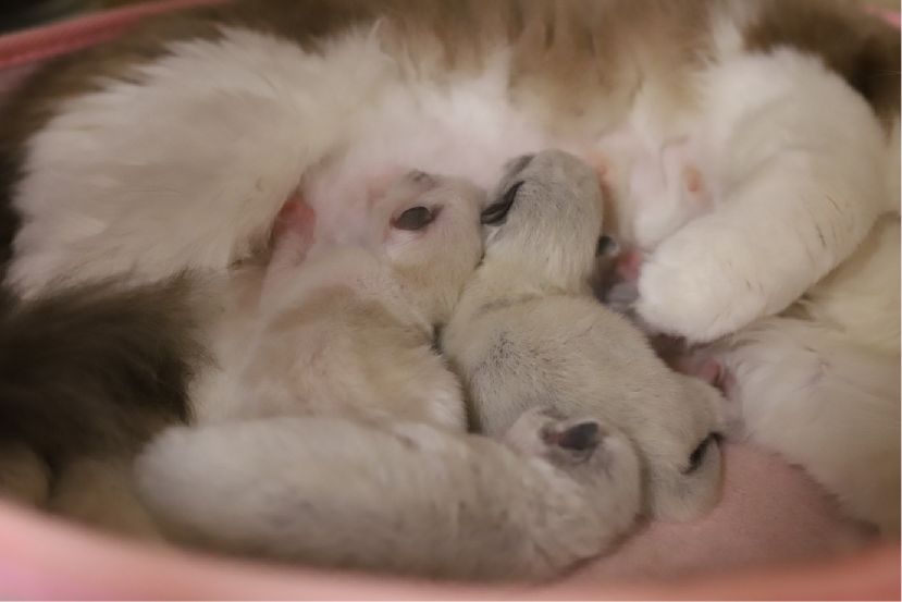 猫图片|宠物猫|猫咪|