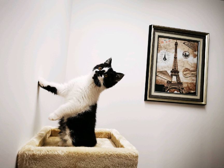 猫图片|宠物猫|猫咪|