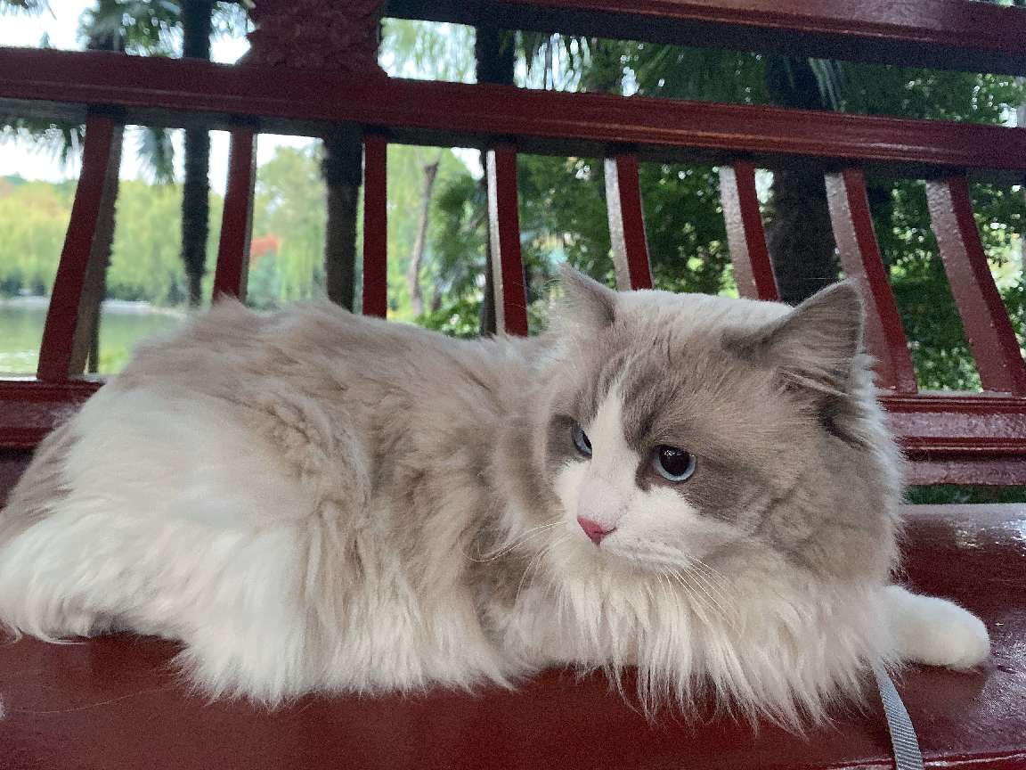 猫图片|宠物猫|猫咪|