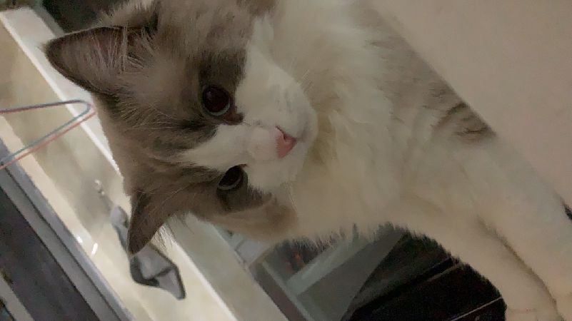 猫图片|宠物猫|猫咪|