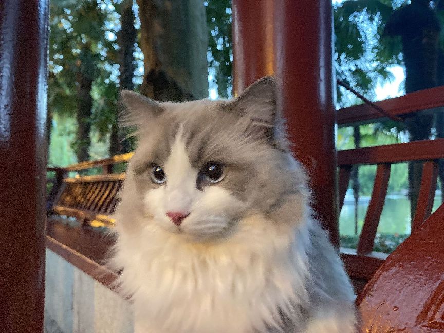 猫图片|宠物猫|猫咪|