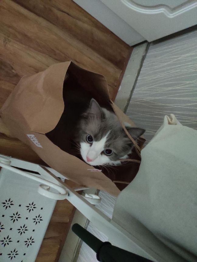 猫图片|宠物猫|猫咪|