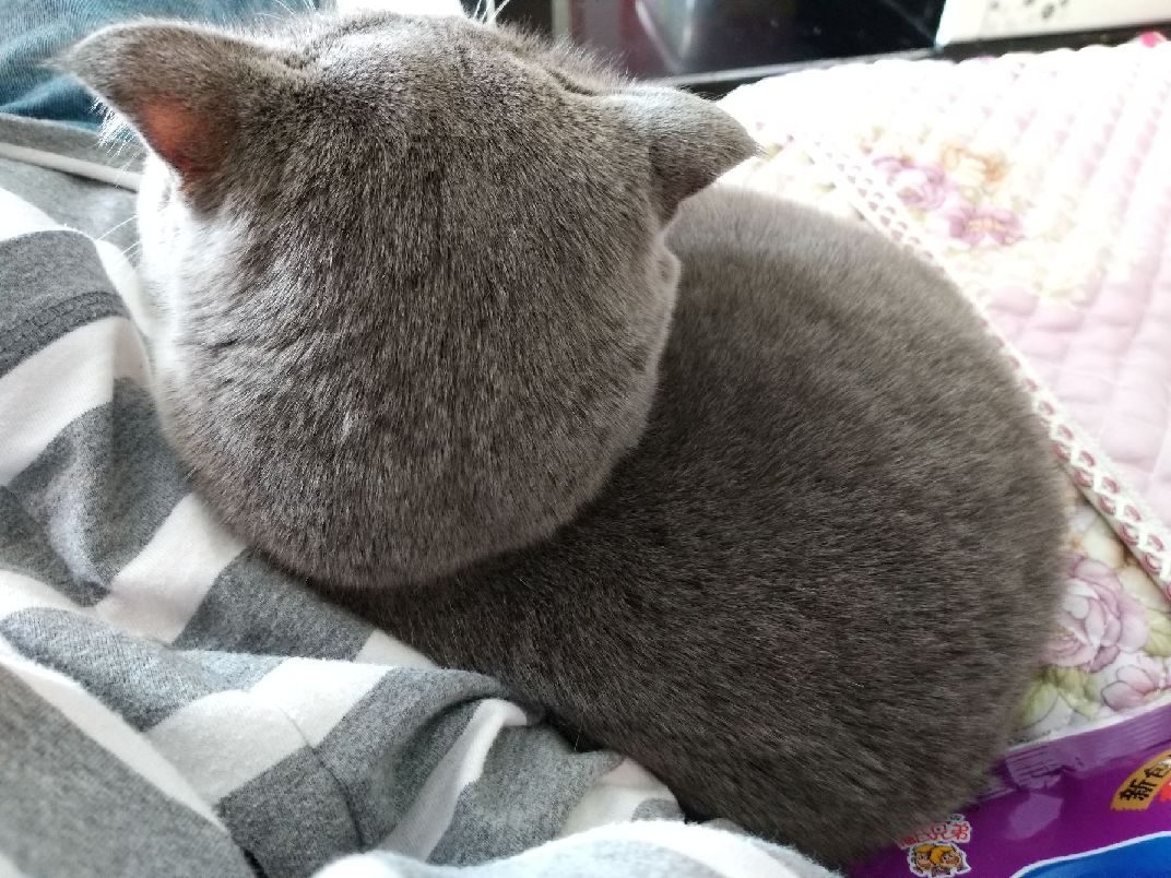 猫图片|宠物猫|猫咪|