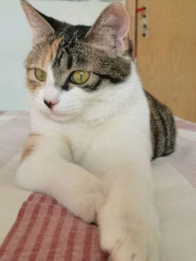 猫图片|宠物猫|猫咪|