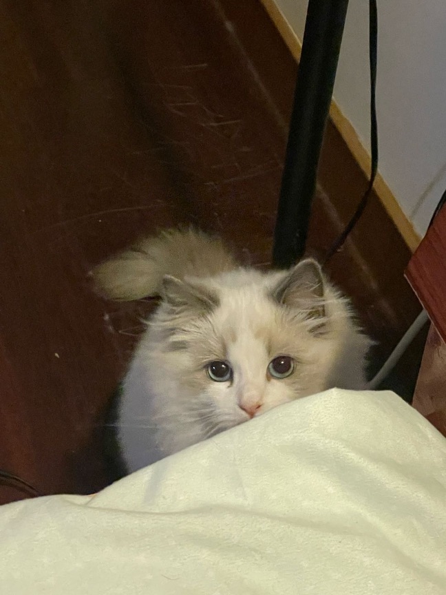 猫图片|宠物猫|猫咪|