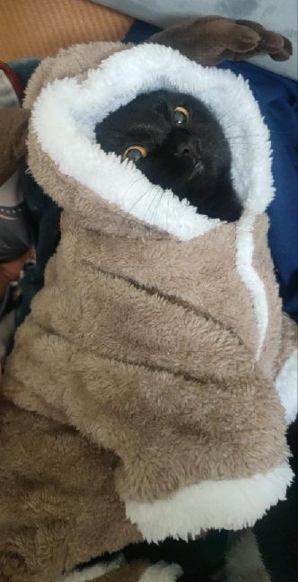 猫图片|宠物猫|猫咪|