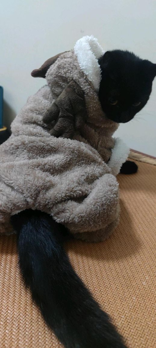 猫图片|宠物猫|猫咪|