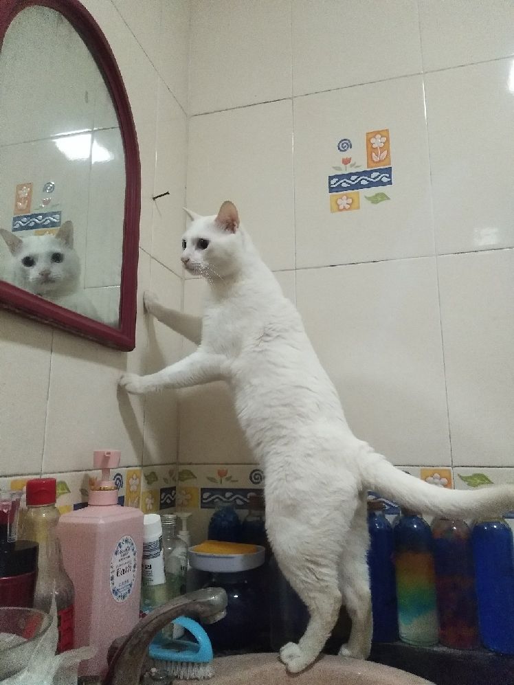 猫图片|宠物猫|猫咪|