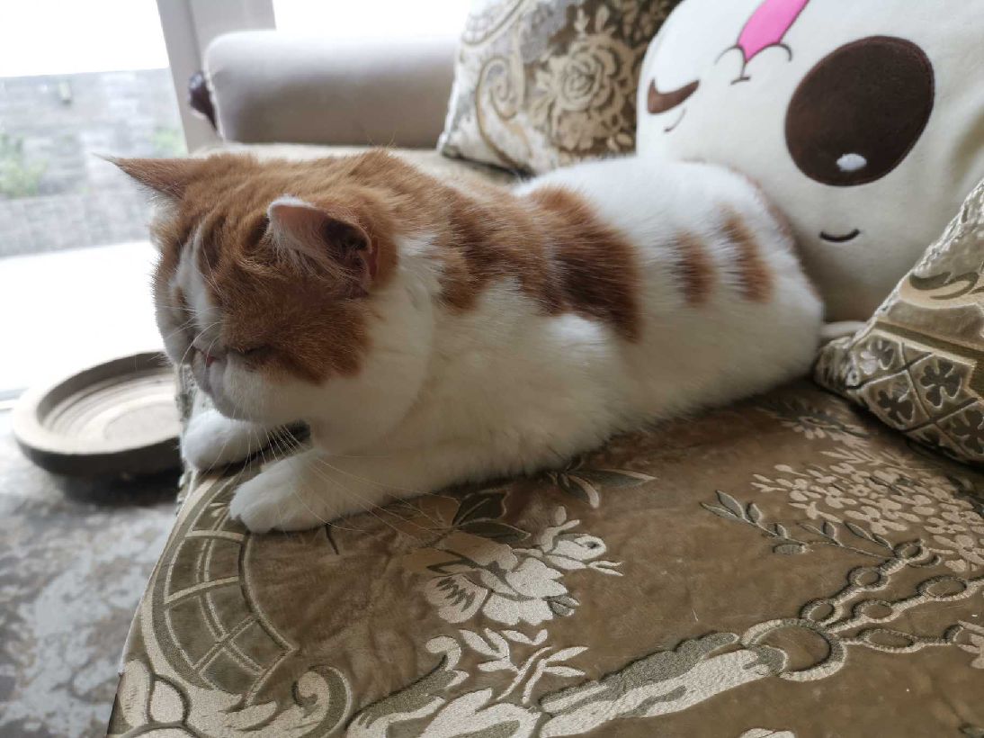 猫图片|宠物猫|猫咪|