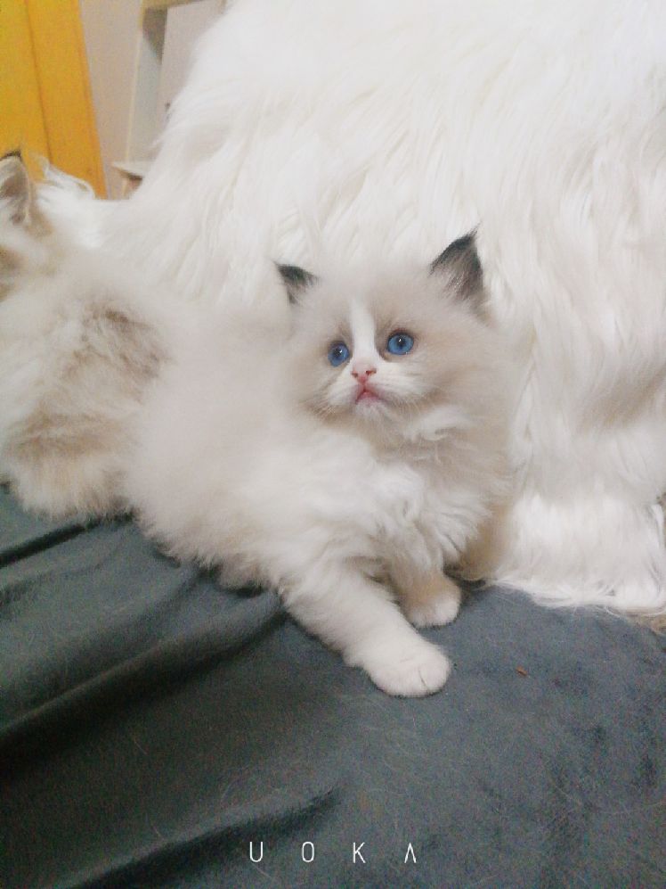 猫图片|宠物猫|猫咪|