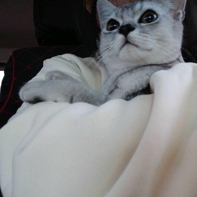 猫图片|宠物猫|猫咪|