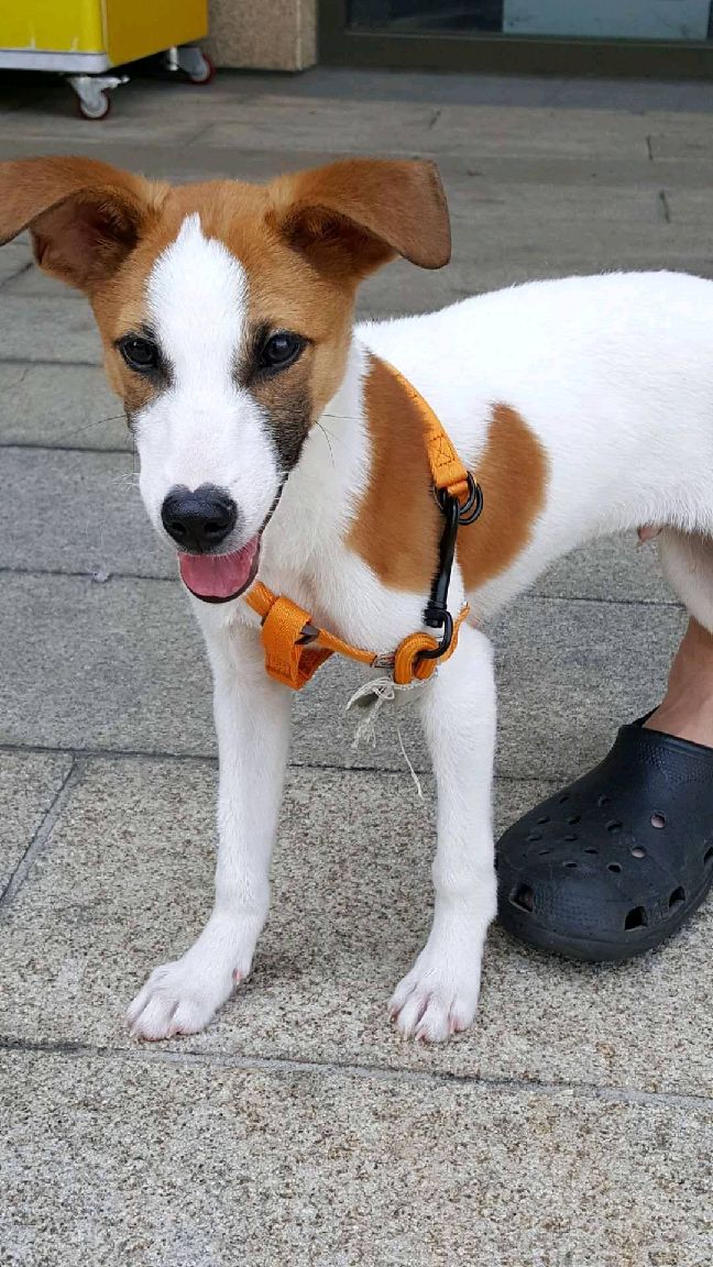 猫图片|宠物猫|猫咪|