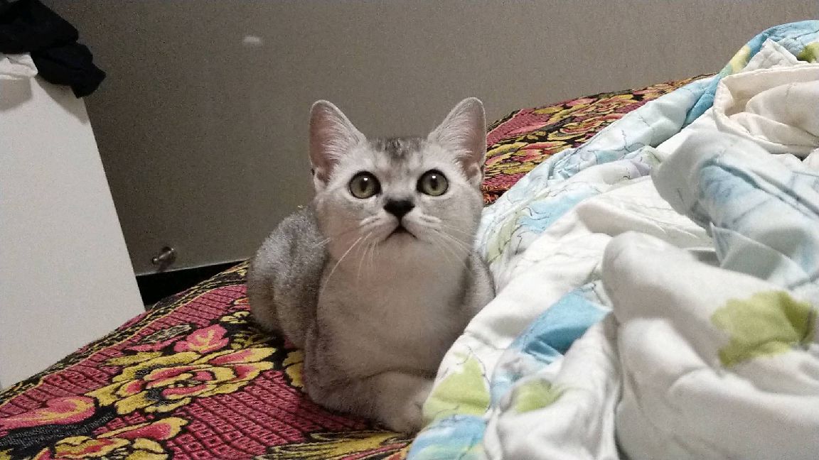 猫图片|宠物猫|猫咪|