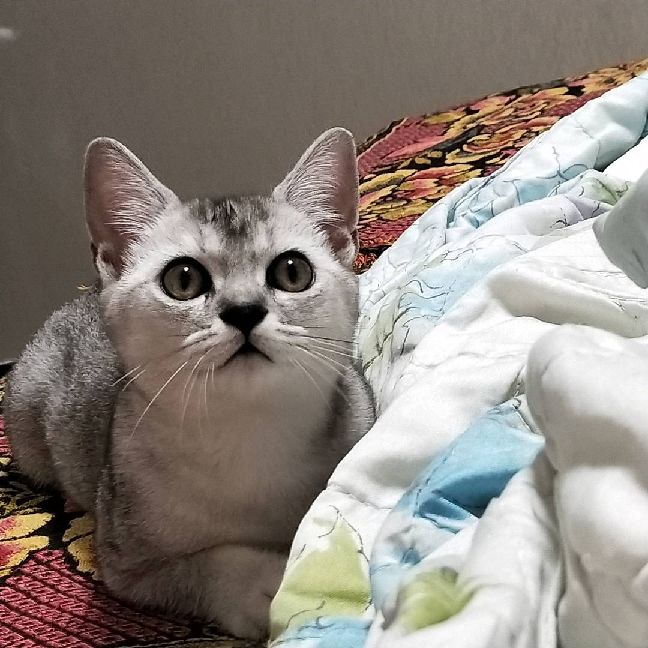 猫图片|宠物猫|猫咪|