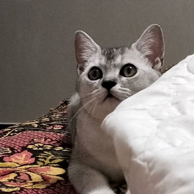 猫图片|宠物猫|猫咪|