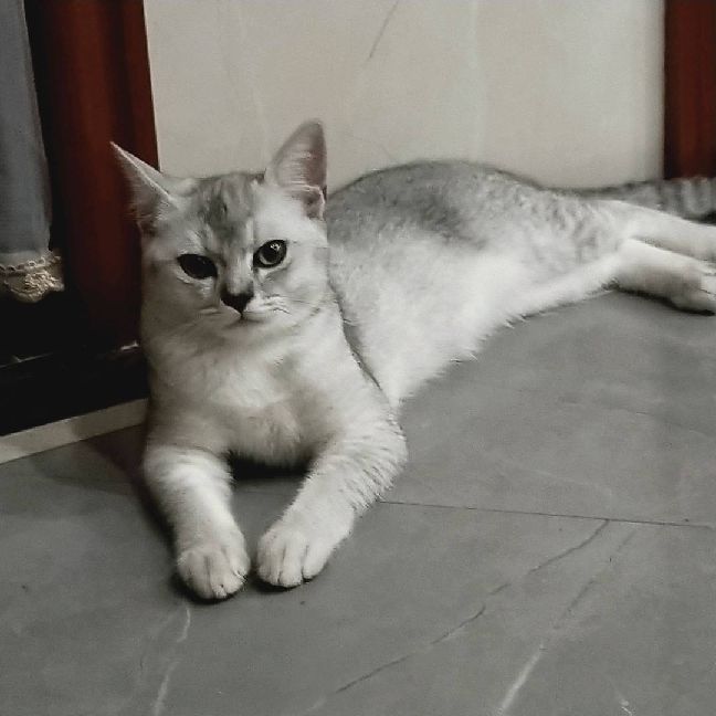 猫图片|宠物猫|猫咪|