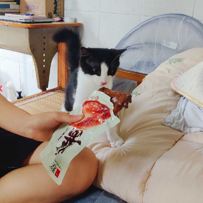 猫图片|宠物猫|猫咪|