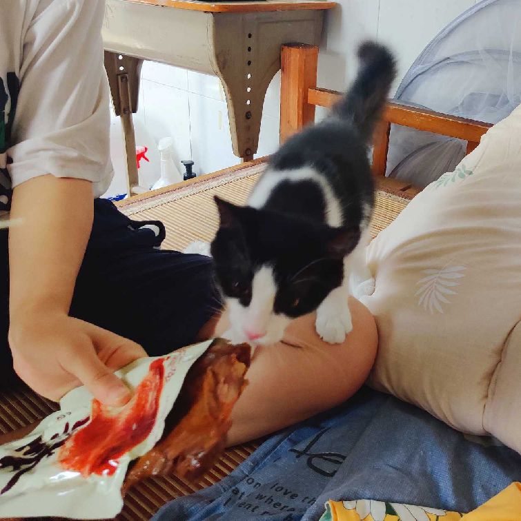 猫图片|宠物猫|猫咪|