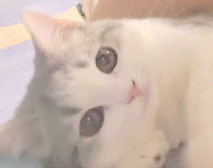 猫图片|宠物猫|猫咪|