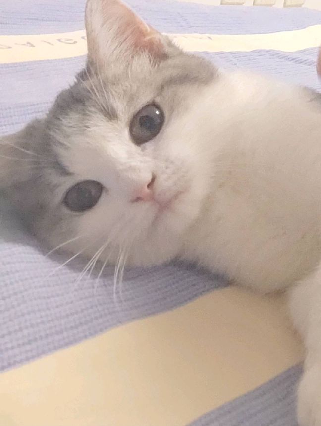 猫图片|宠物猫|猫咪|