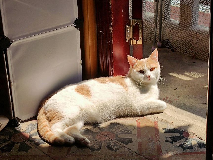 猫图片|宠物猫|猫咪|