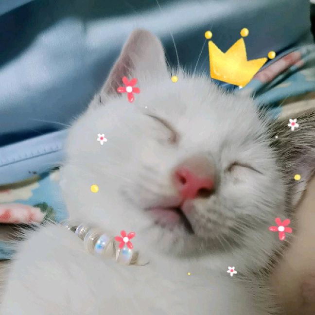 猫图片|宠物猫|猫咪|