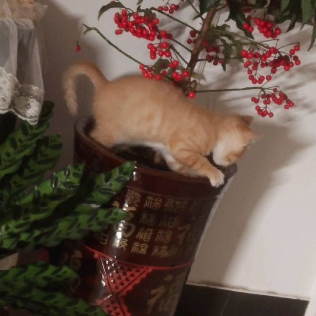 猫图片|宠物猫|猫咪|