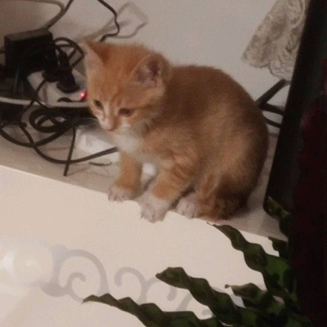 猫图片|宠物猫|猫咪|