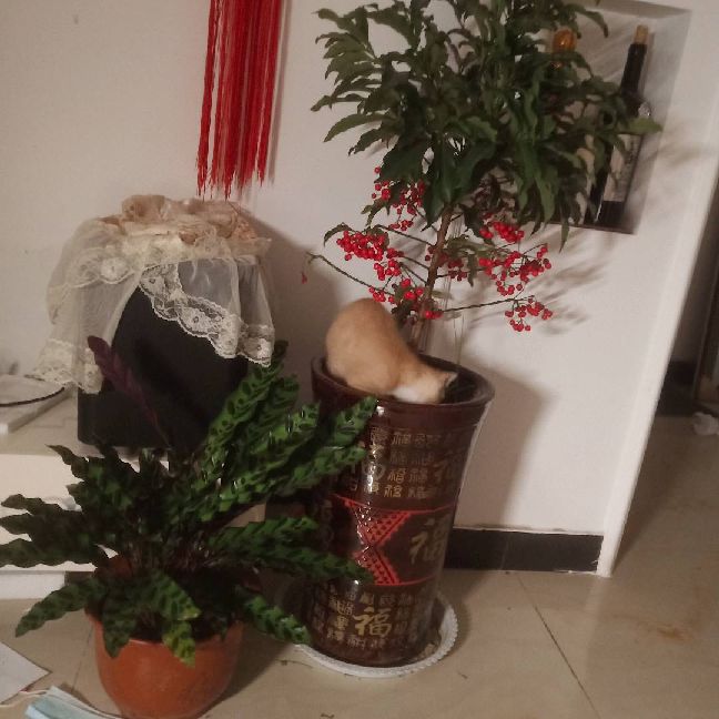 猫图片|宠物猫|猫咪|