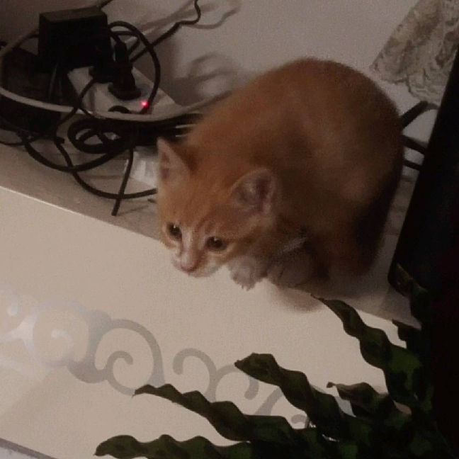 猫图片|宠物猫|猫咪|