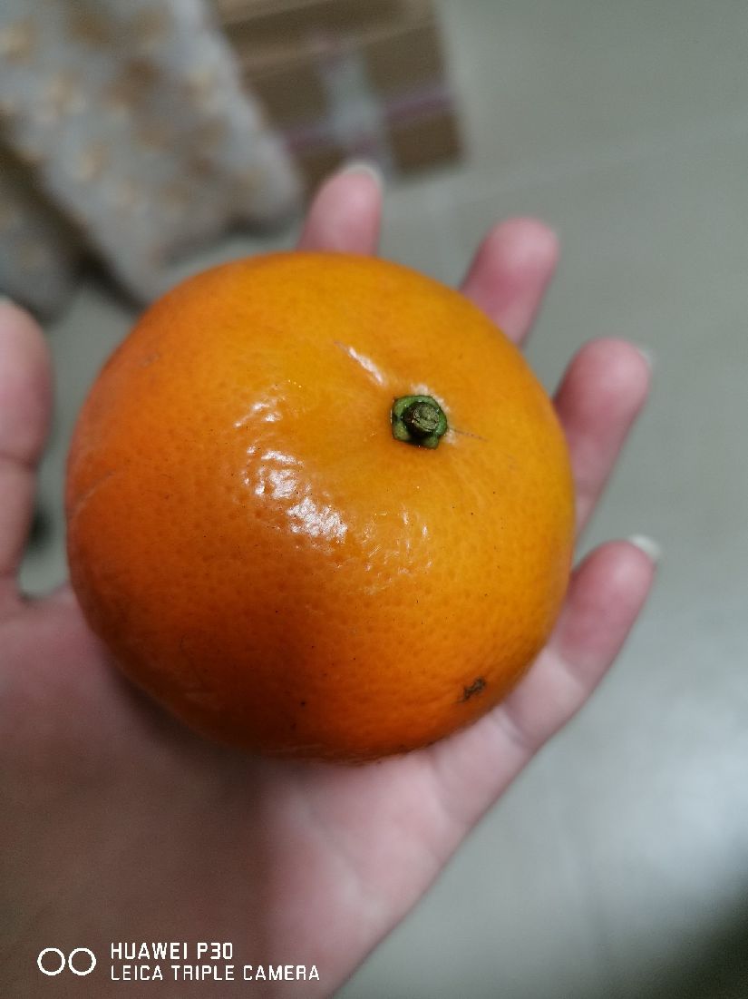 猫图片|宠物猫|猫咪|