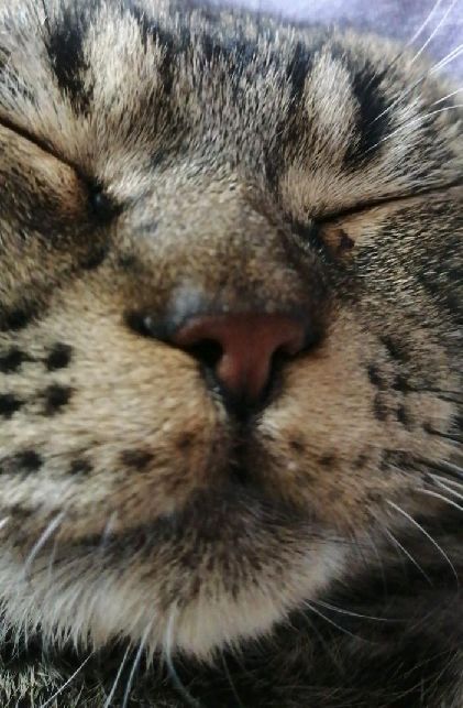 猫图片|宠物猫|猫咪|