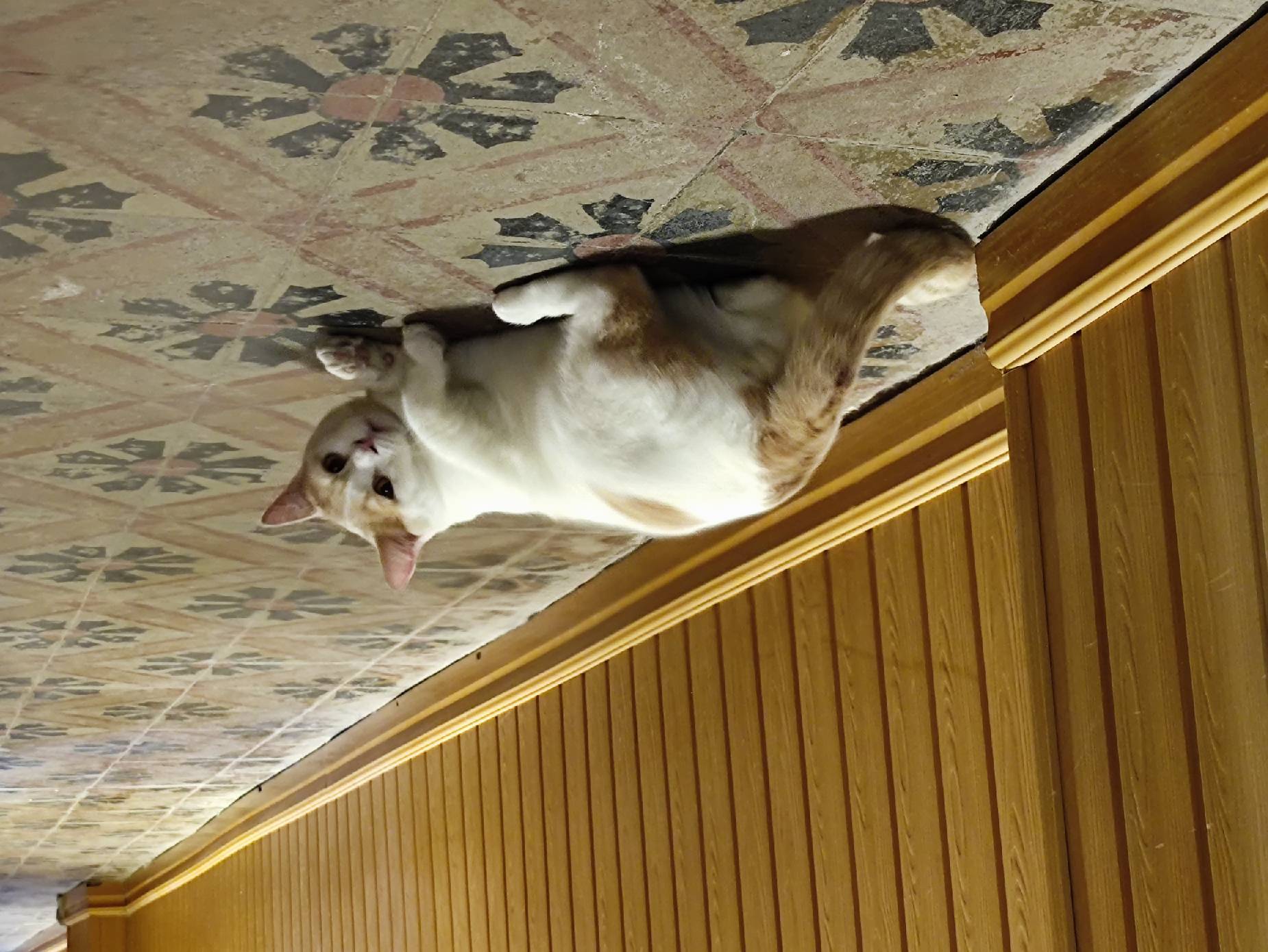 猫图片|宠物猫|猫咪|