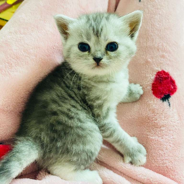 猫图片|宠物猫|猫咪|