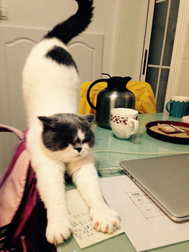 猫图片|宠物猫|猫咪|