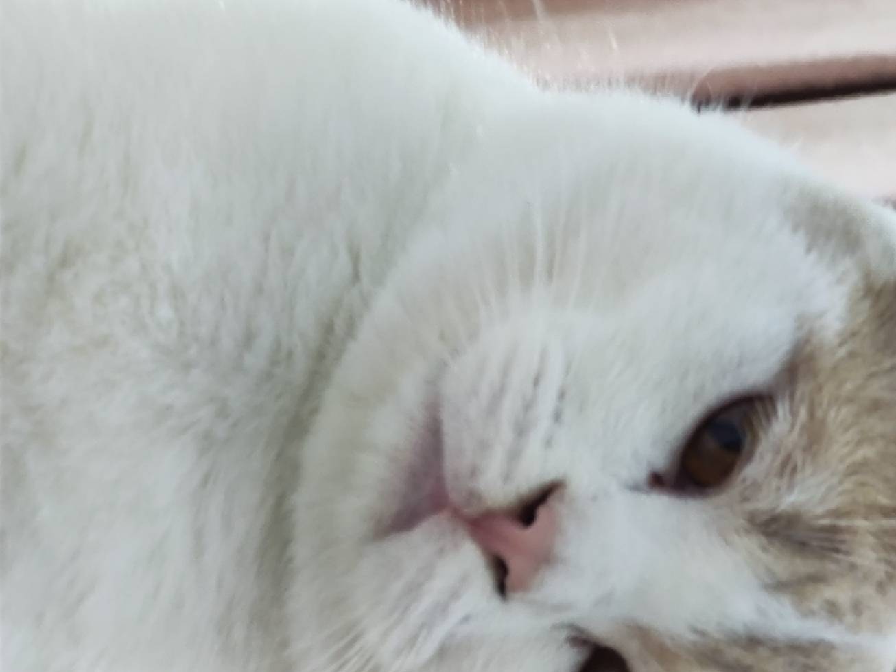 猫图片|宠物猫|猫咪|