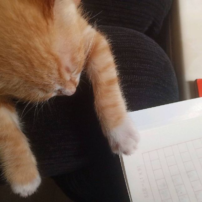 猫图片|宠物猫|猫咪|