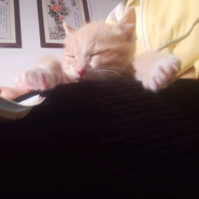 猫图片|宠物猫|猫咪|