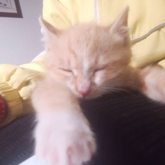 猫图片|宠物猫|猫咪|