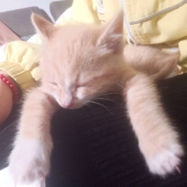 猫图片|宠物猫|猫咪|