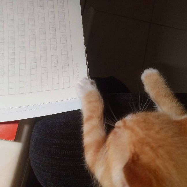 猫图片|宠物猫|猫咪|