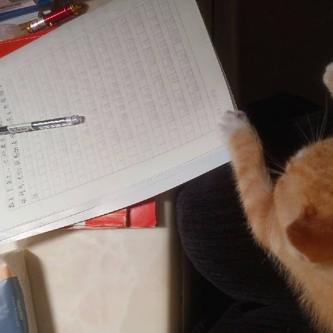 猫图片|宠物猫|猫咪|