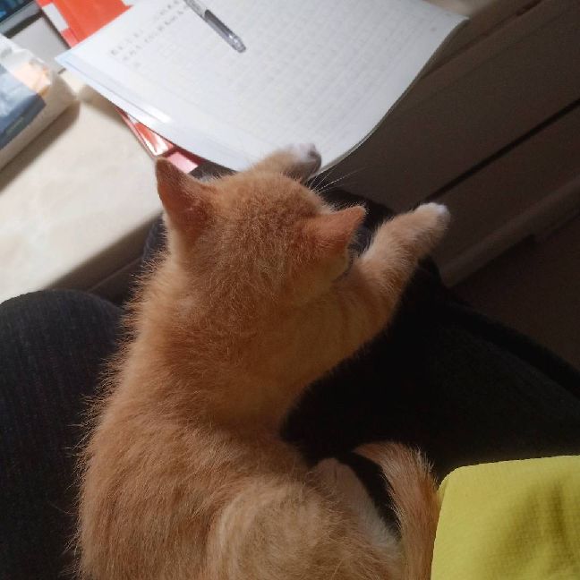 猫图片|宠物猫|猫咪|