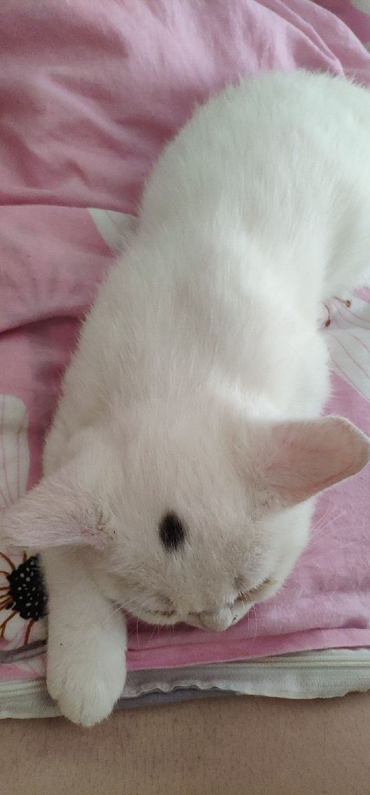 猫图片|宠物猫|猫咪|